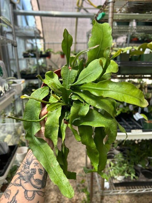 Queen of the Night Orchid Cactus