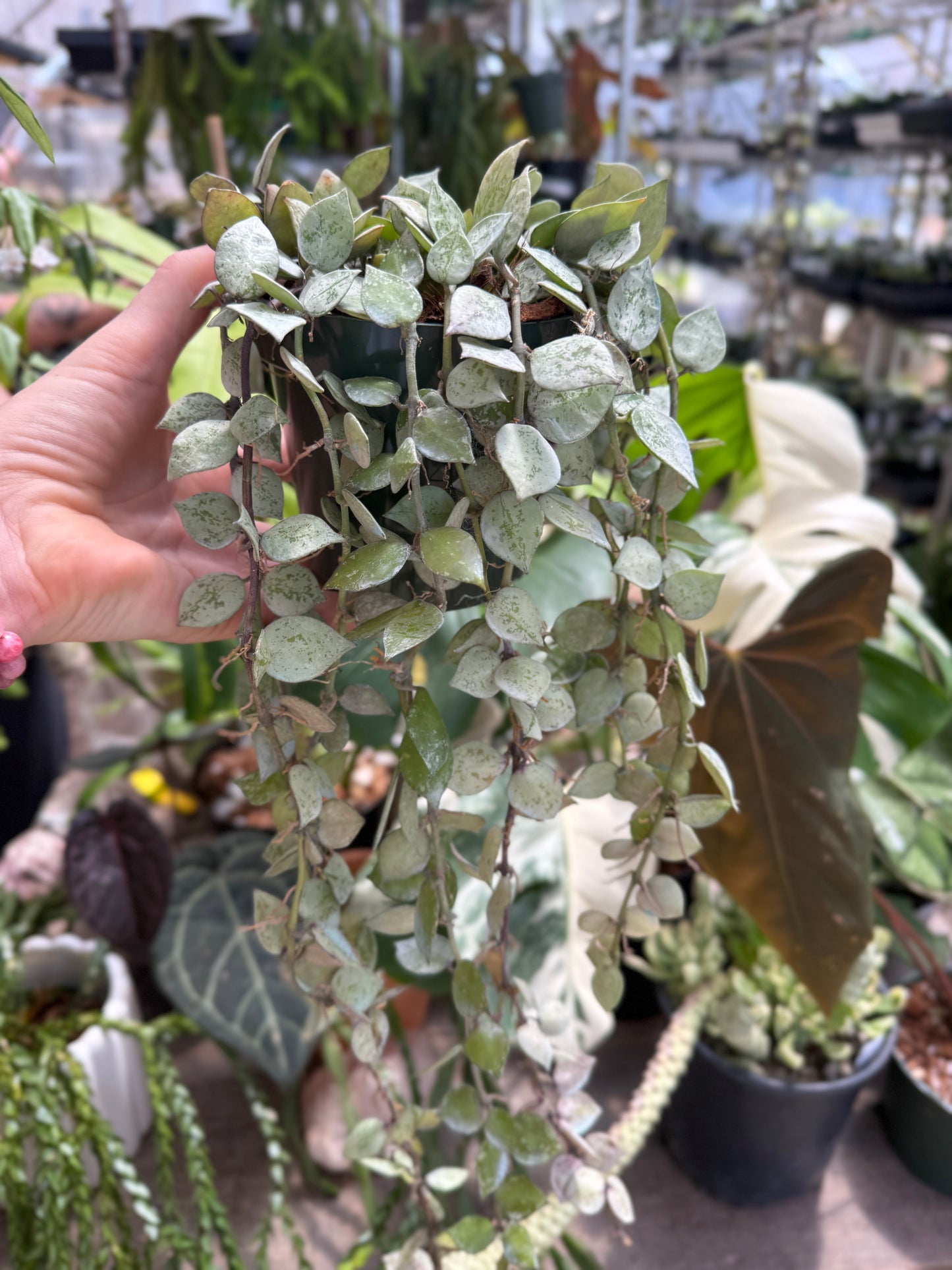 Krohniana Black Silver