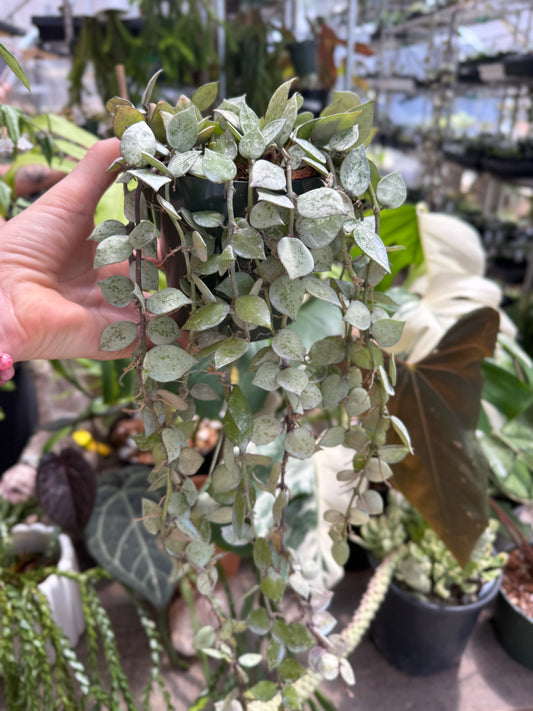 Krohniana Black Silver