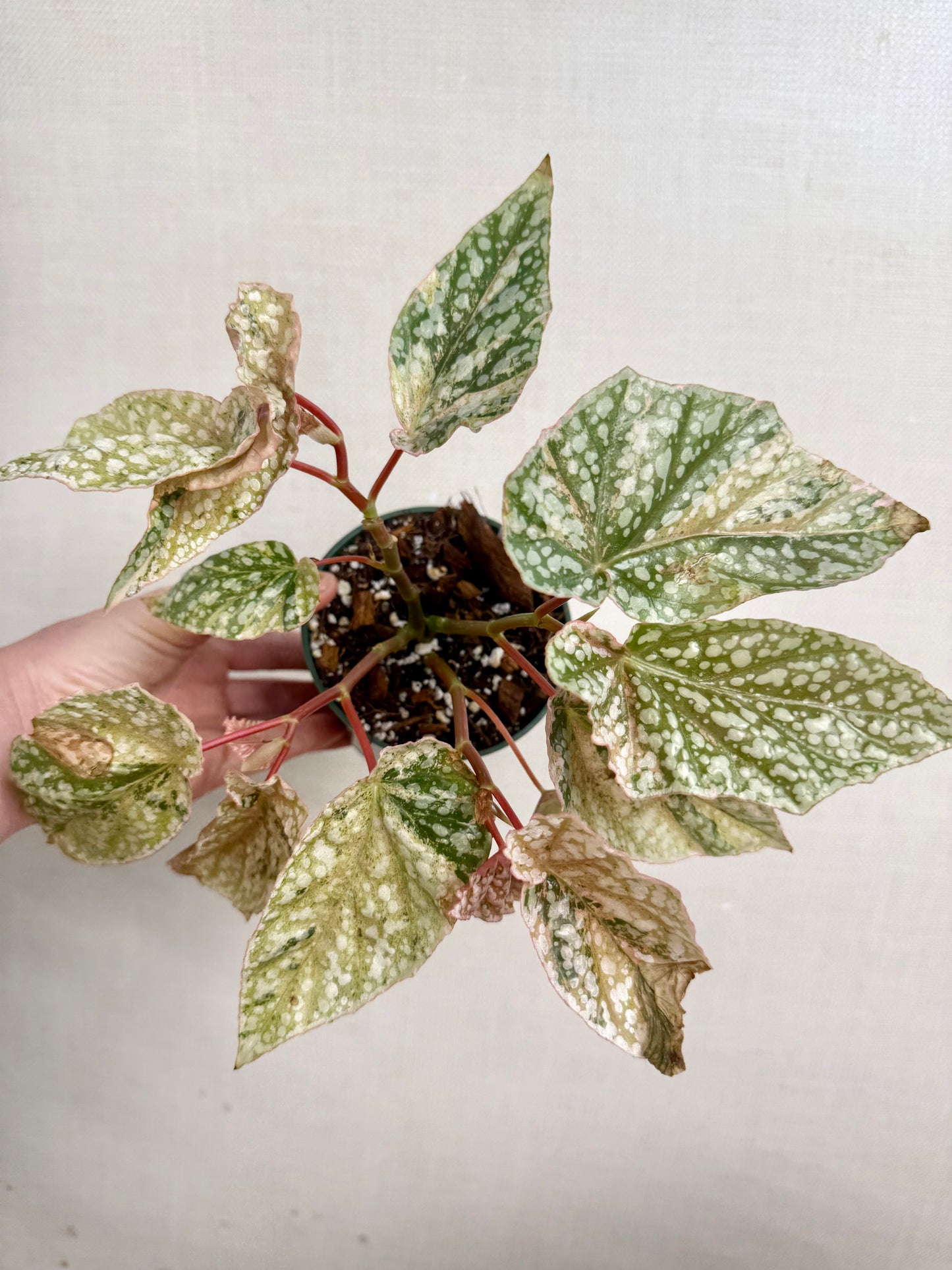 Variegated Begonia Snow Capped
