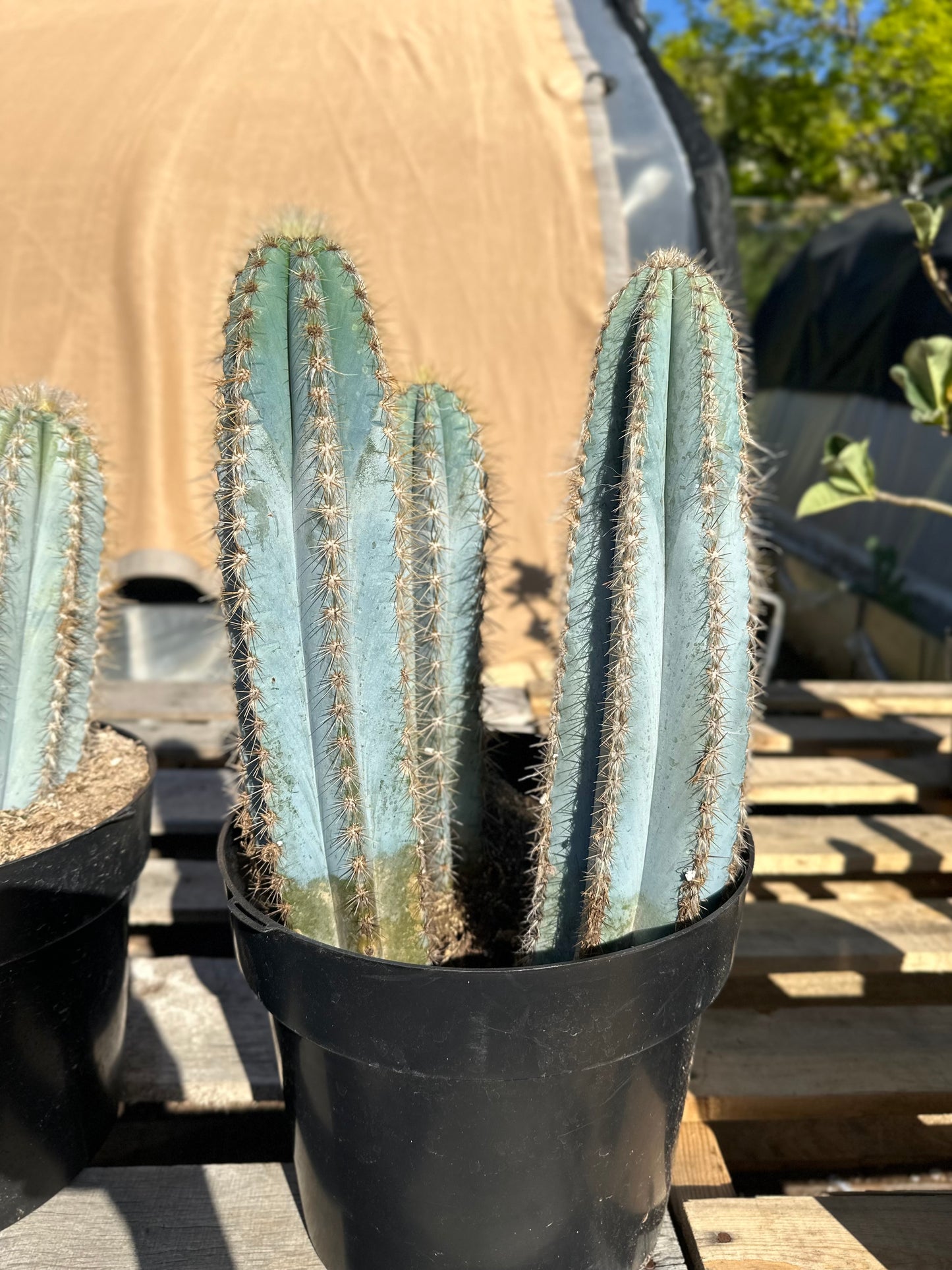Pilosocereus pachycladus cactus