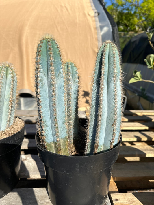 Pilosocereus pachycladus cactus