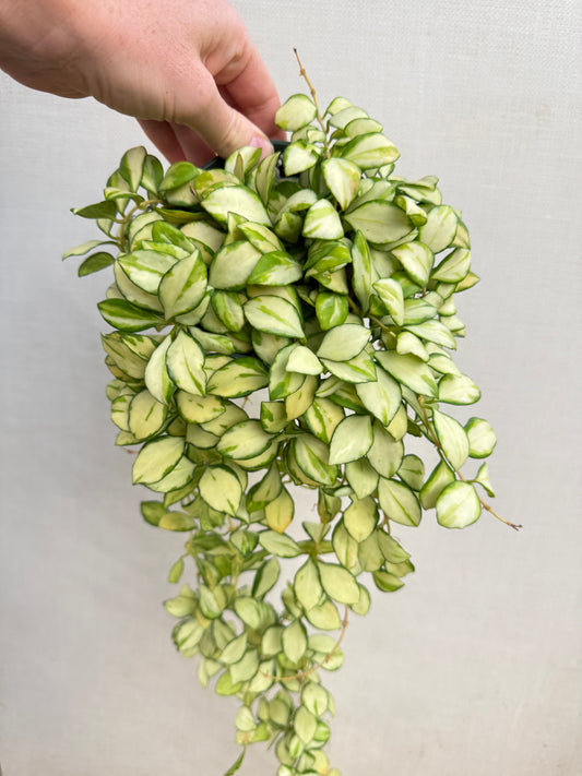 Hoya Heuschkeliana Variegated