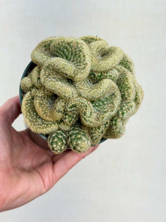 Brain Cactus