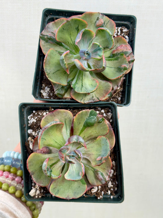 Echiveria Beyoncé Variegated