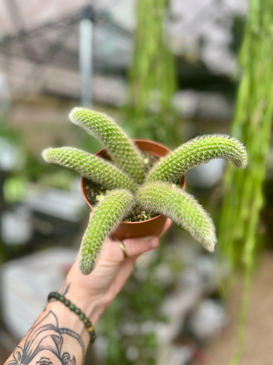Monkey Tail Cactus