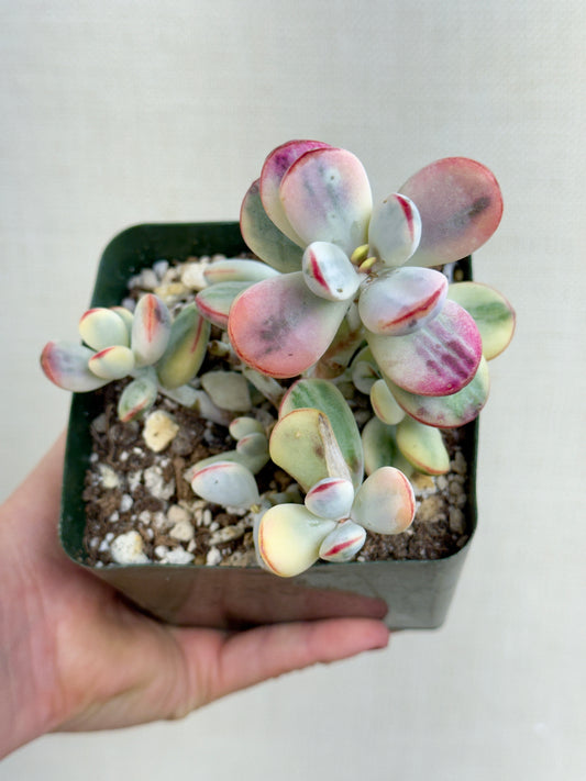 Variegated Cotelydon