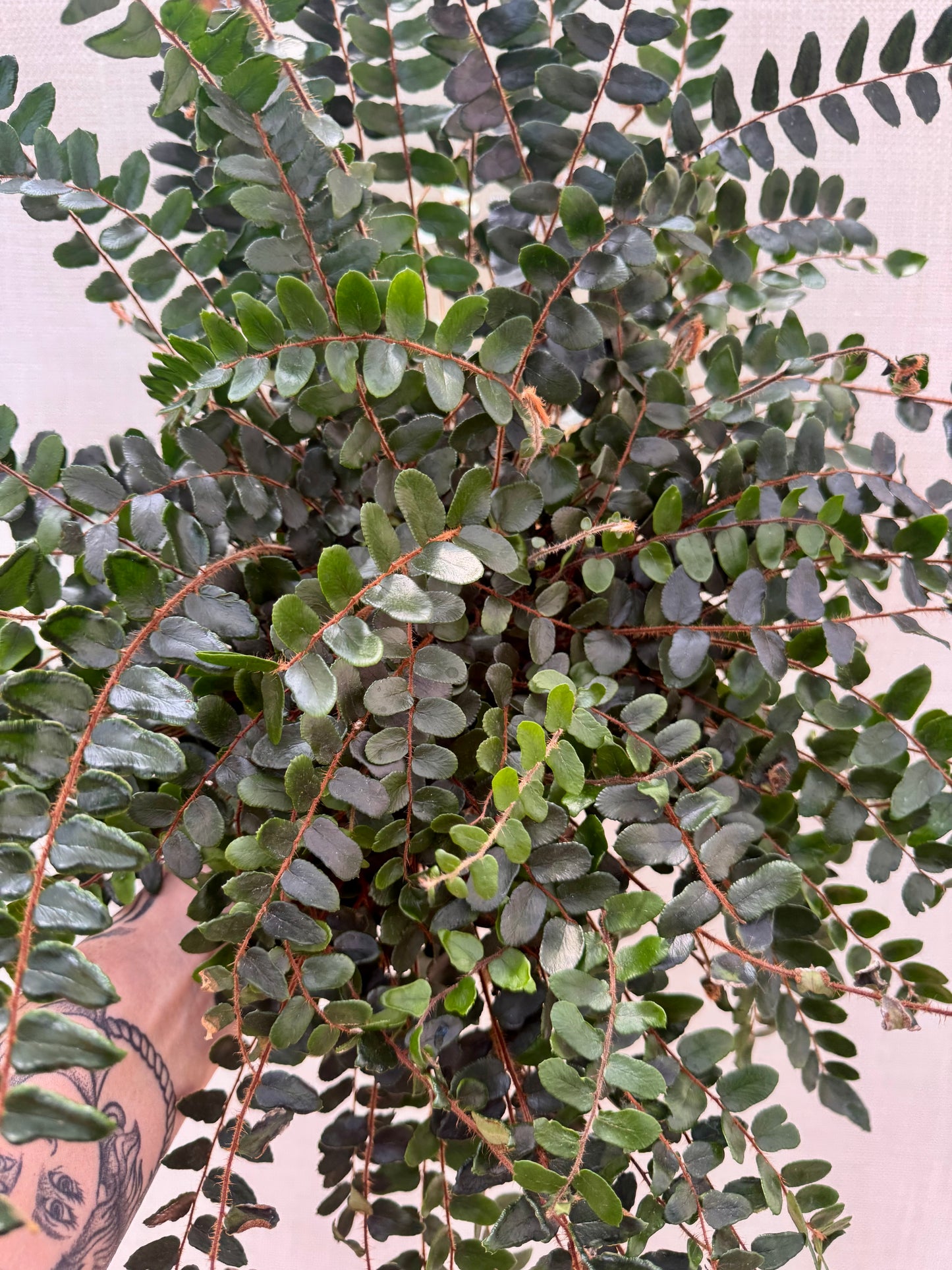 Button Fern