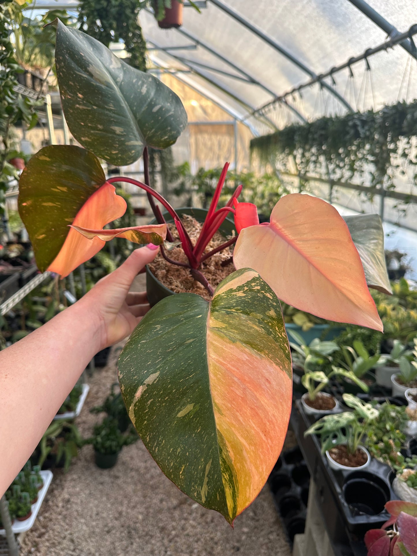 Variegated String of Hearts
