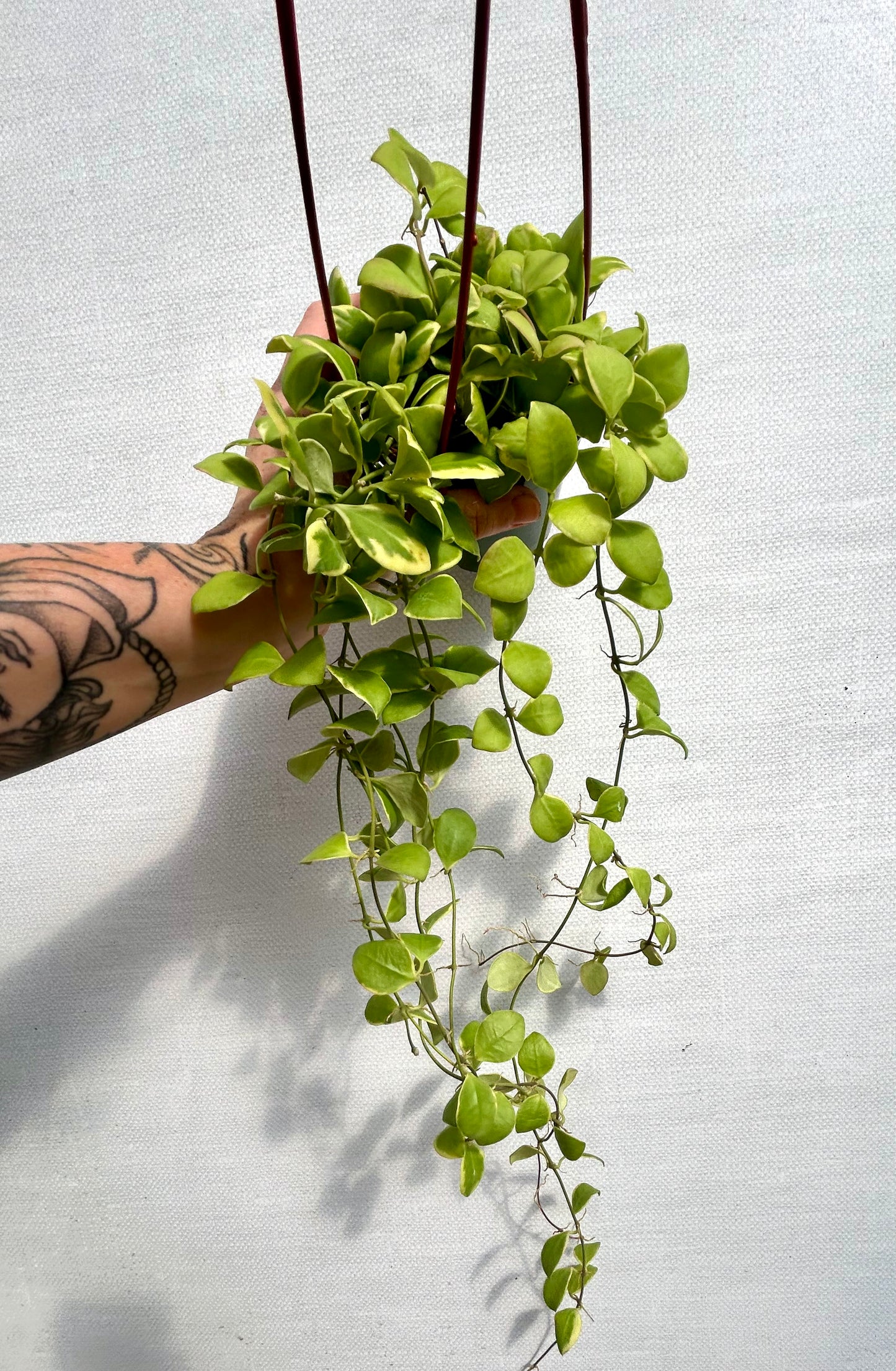 Hoya Heuschkeliana Albomarginata