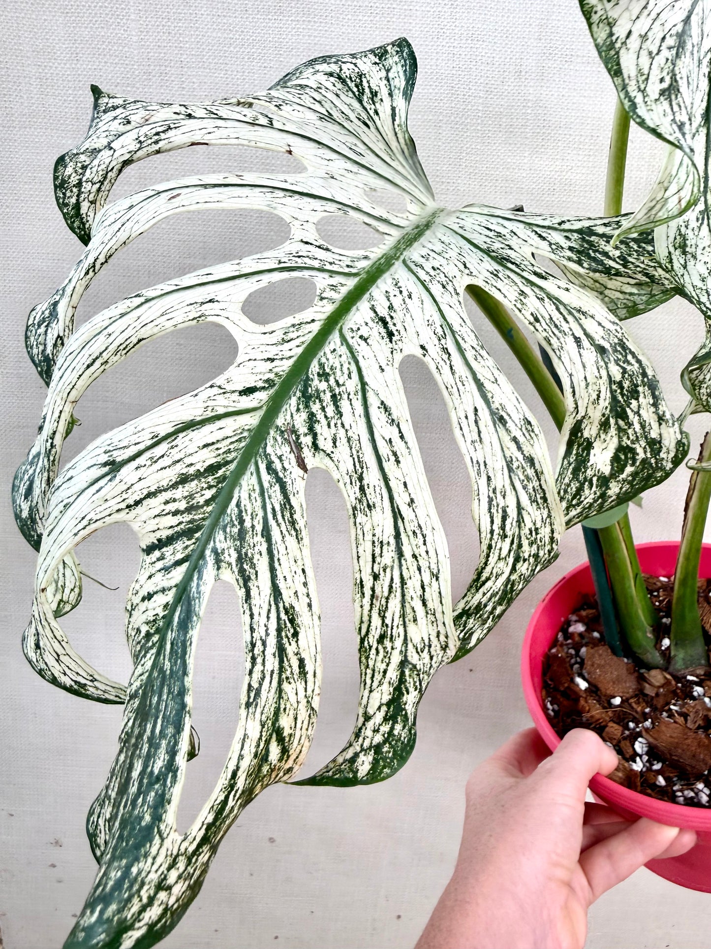 Monstera Devil