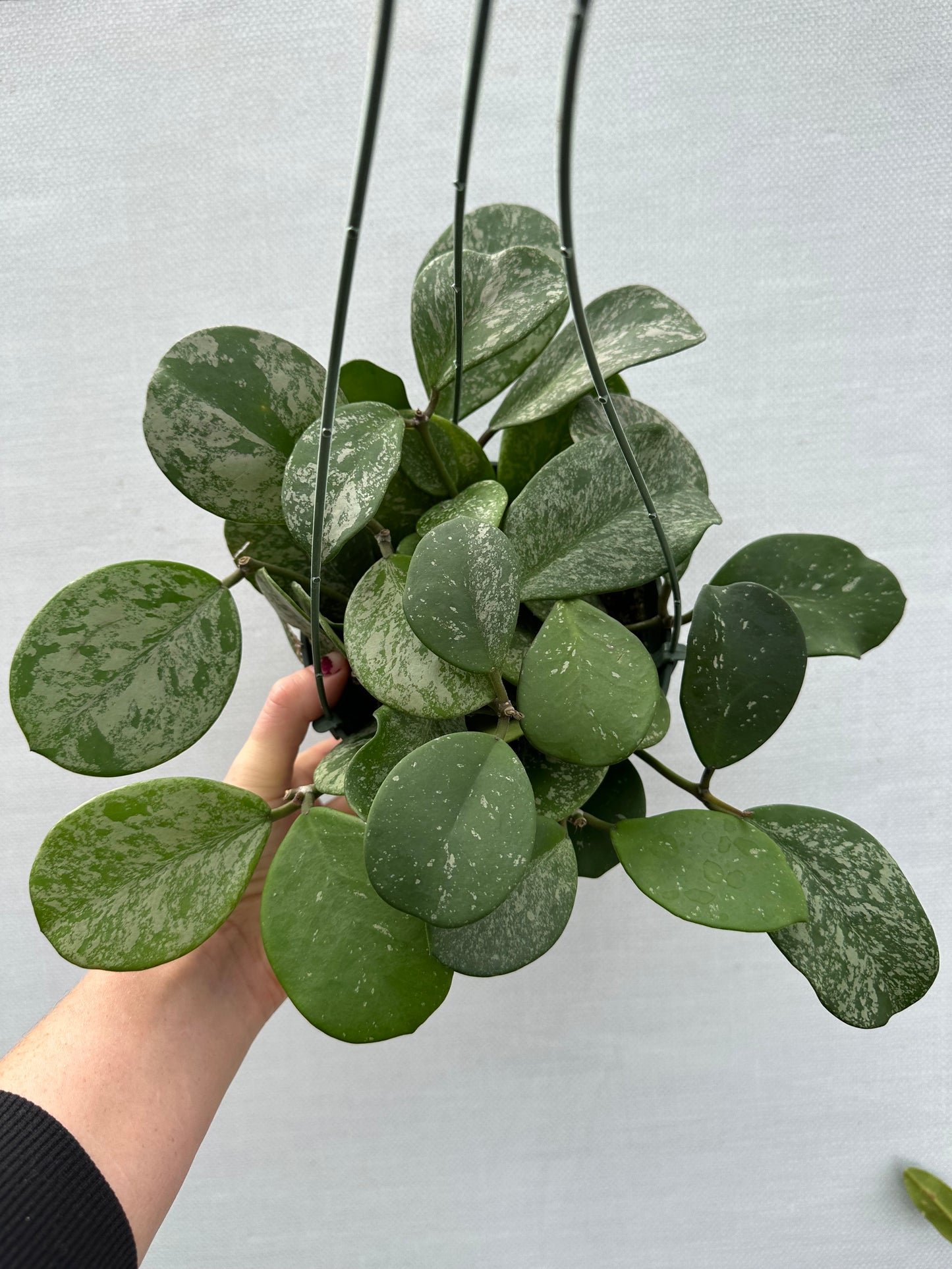 Hoya Obovata Splash