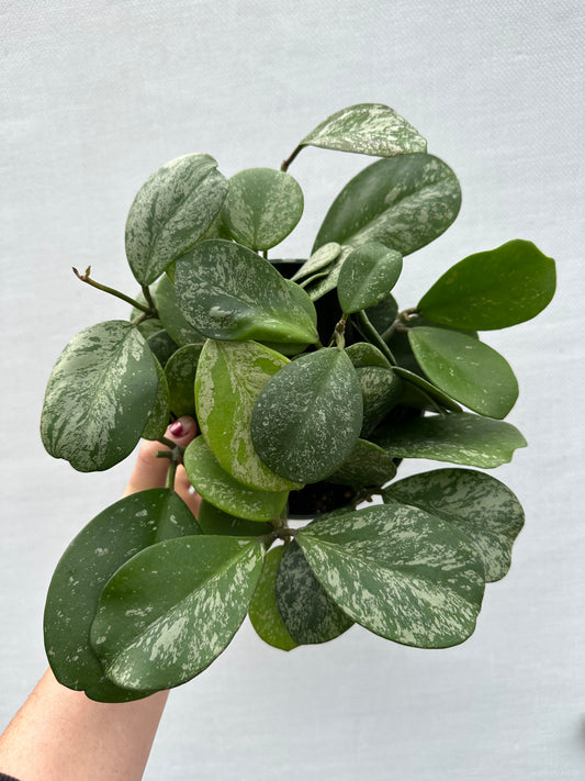 Hoya Obovata Splash