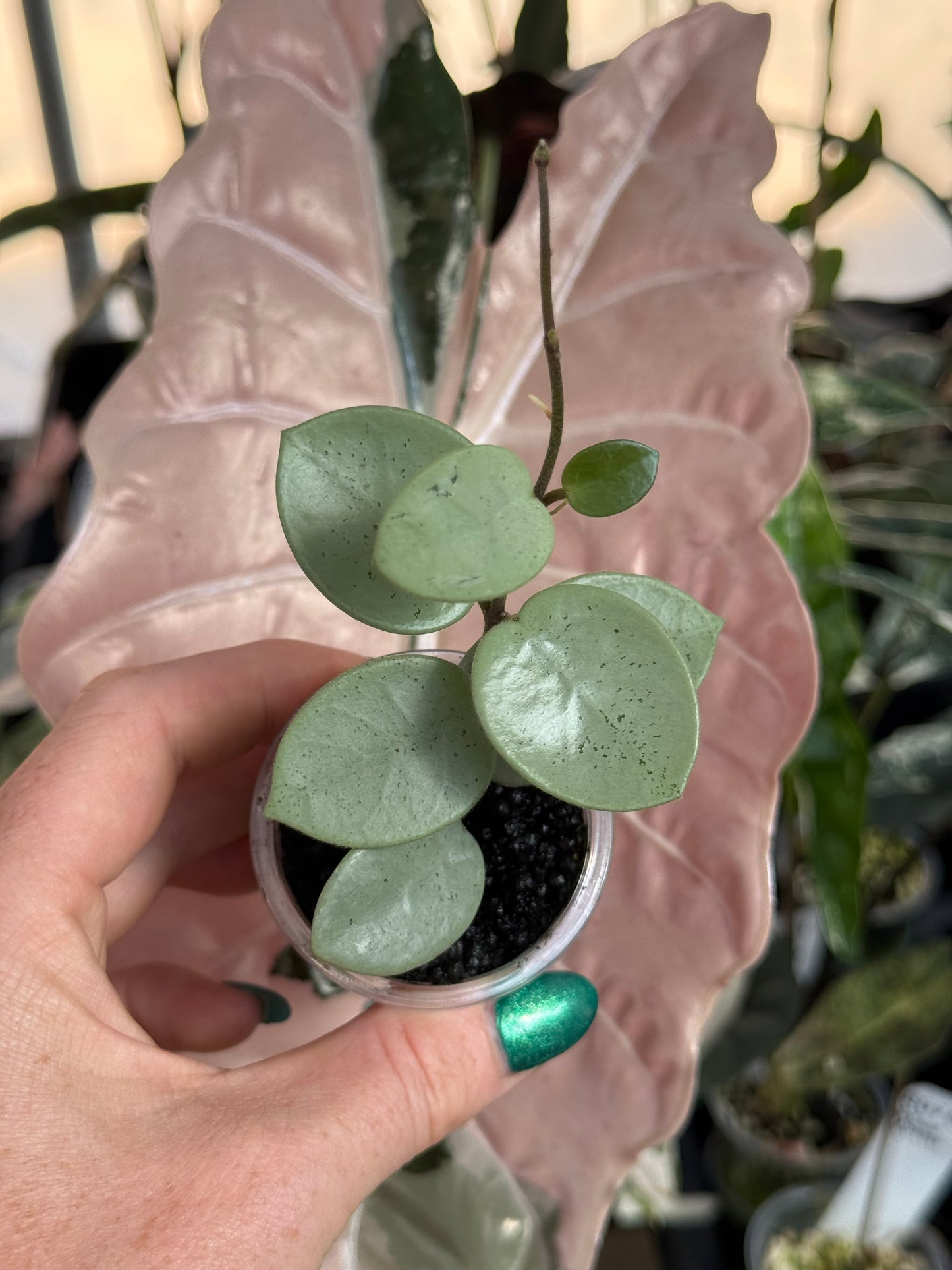 Hoya Mathilde “Grey Fairy”