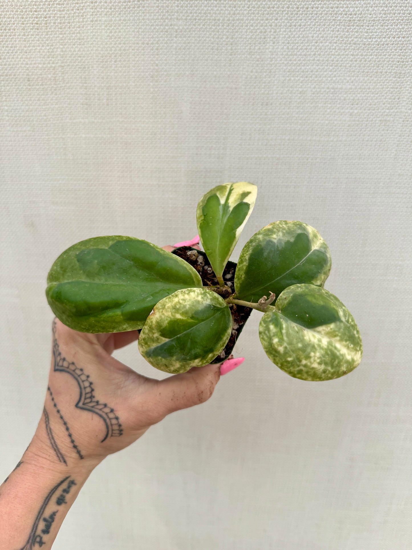 Hoya Incrassata Eclipse