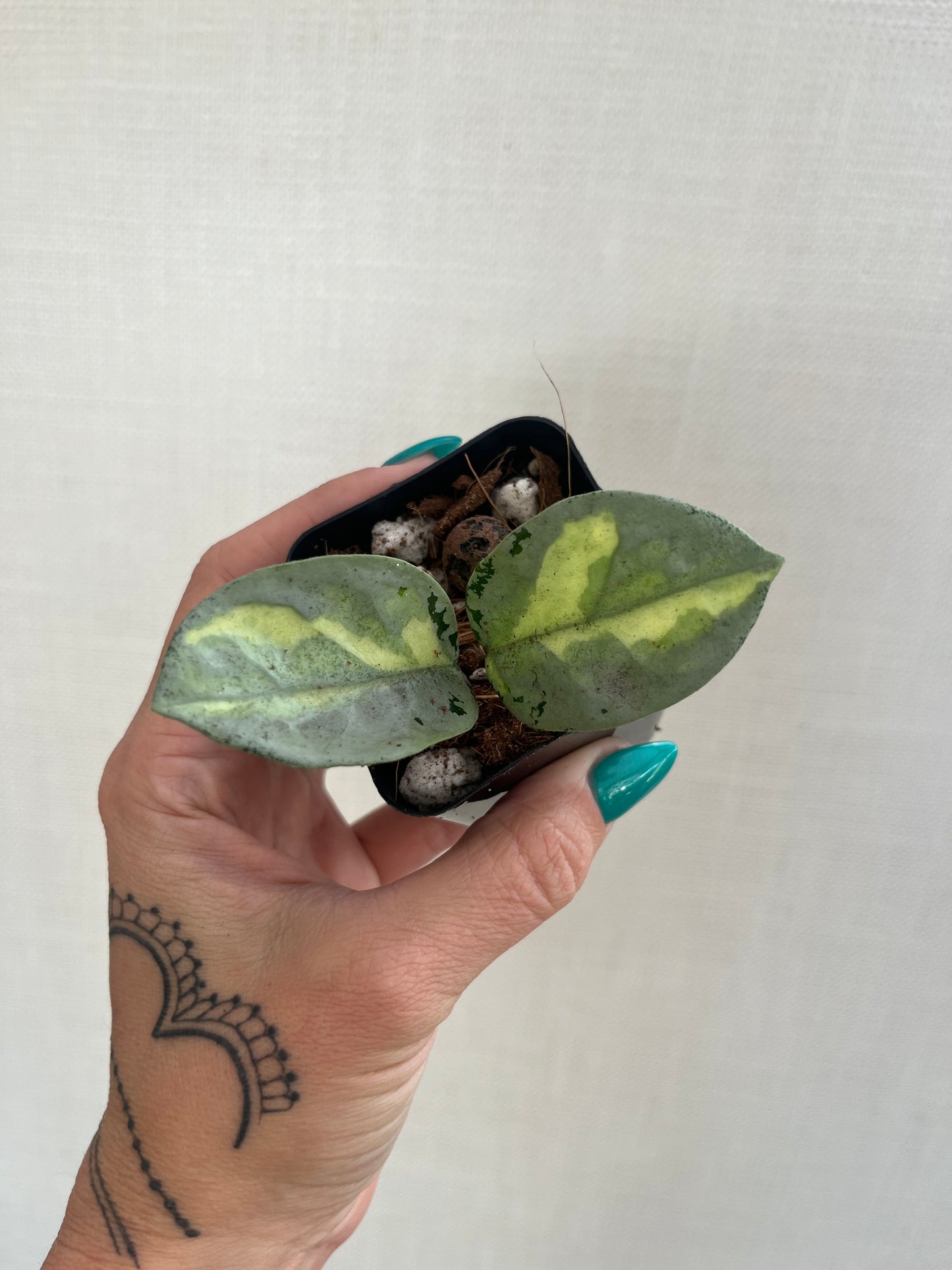 Hoya Argentea Princess