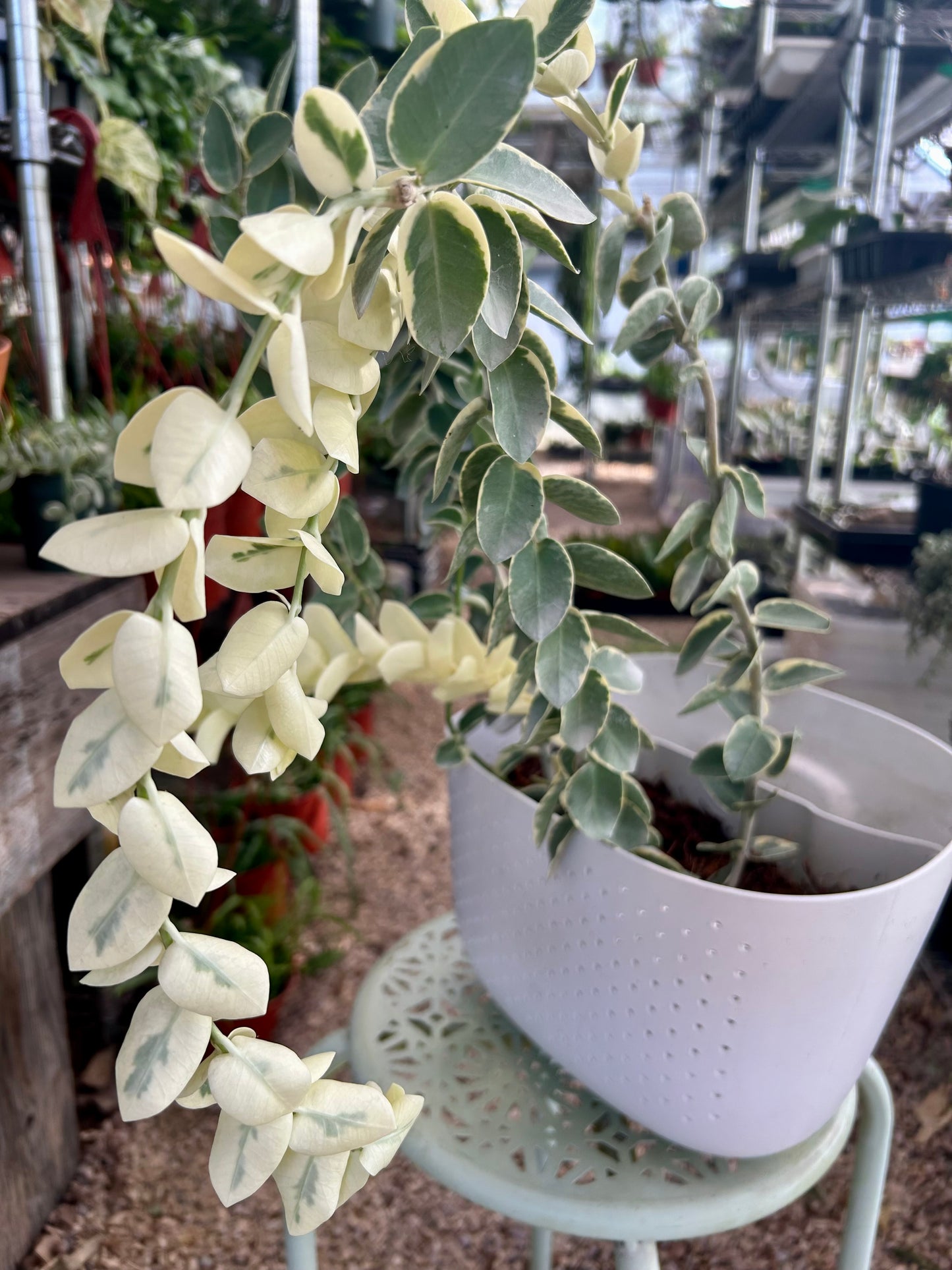 Hoya Cummingiana Albomarginata