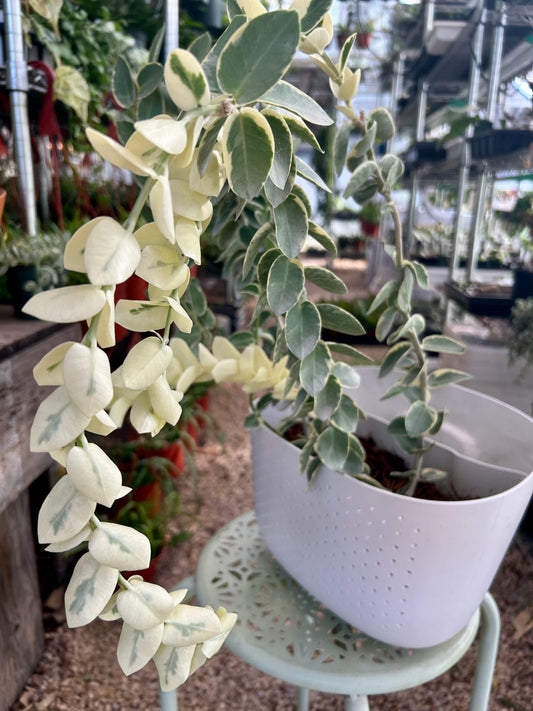 Hoya Cummingiana Albomarginata