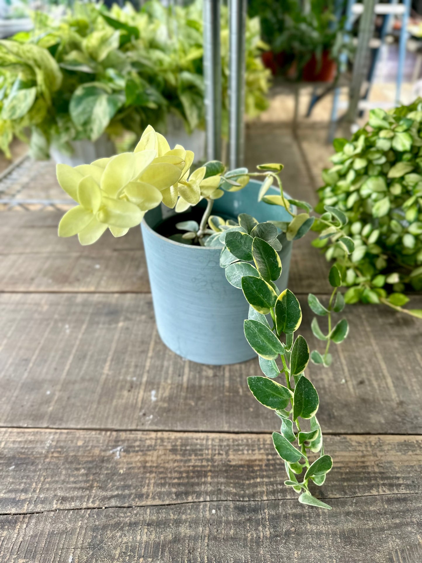 Hoya Cummingiana Albomarginata