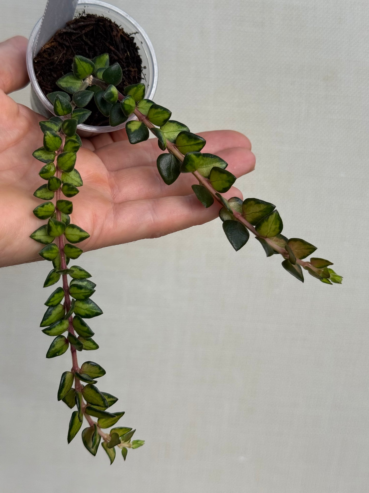 Hoya Chinghungensis Variegated