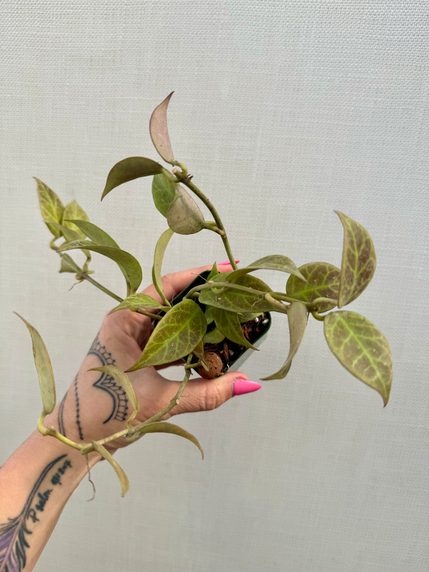 Hoya Sunrise