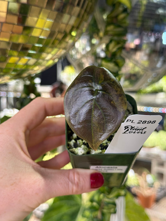 Alocasia Cuprea Latte