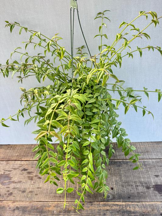 Hoya Bella