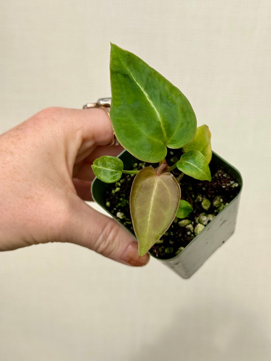 Anthurium Black Velvet