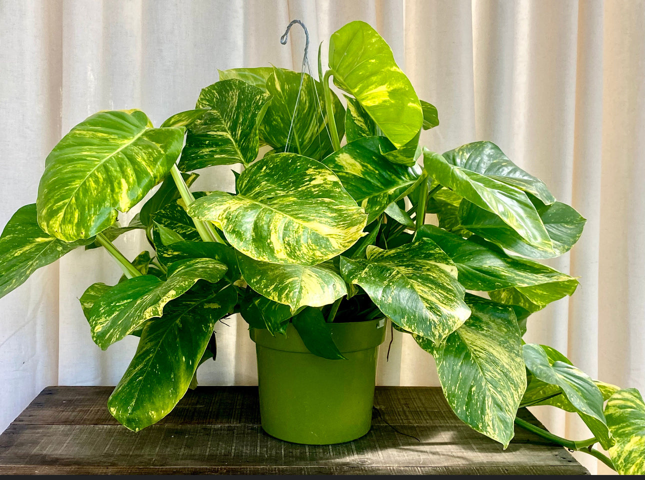 Giant Hawaiian Pothos