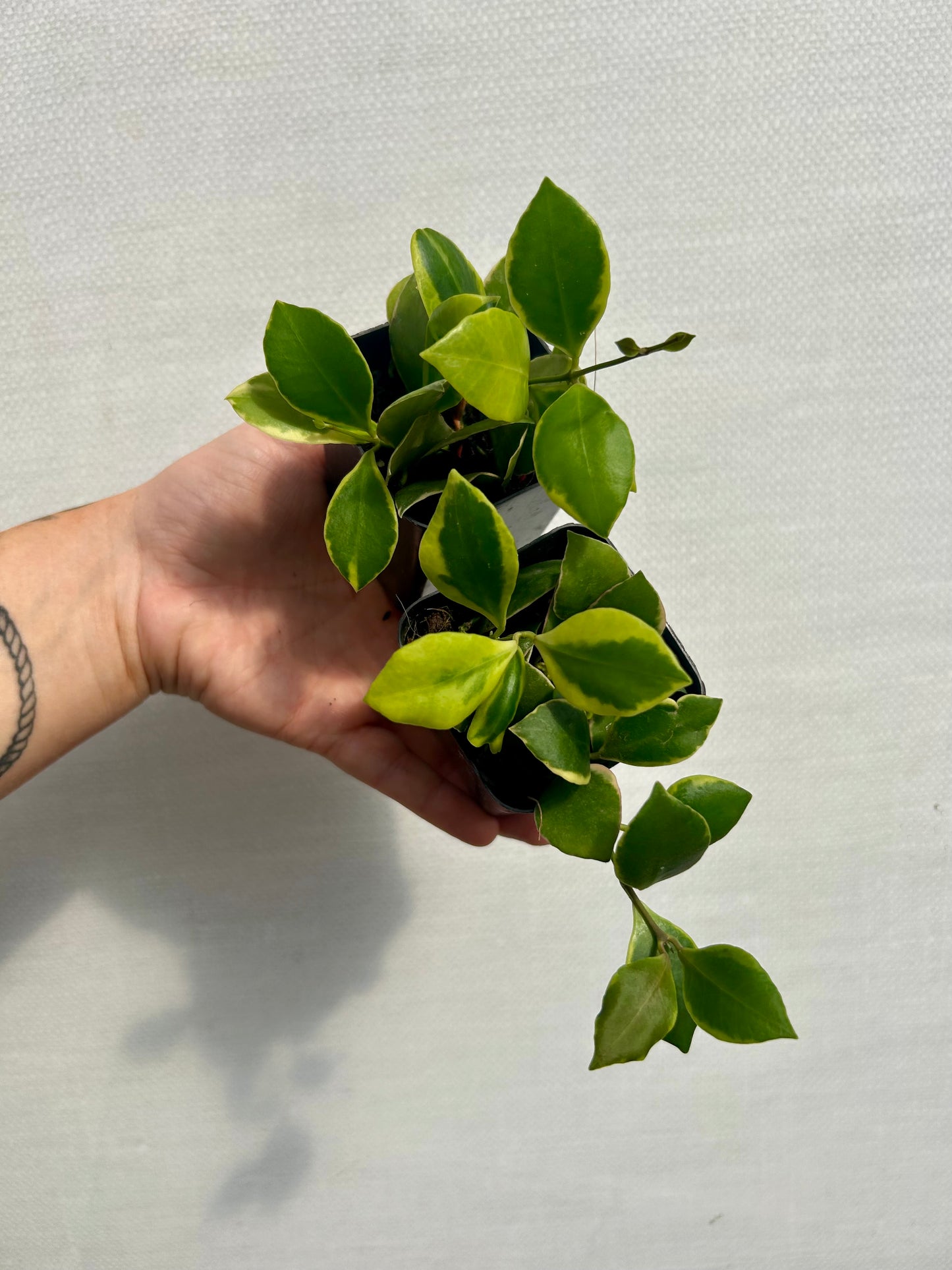 Hoya Heuschkeliana Albomarginata