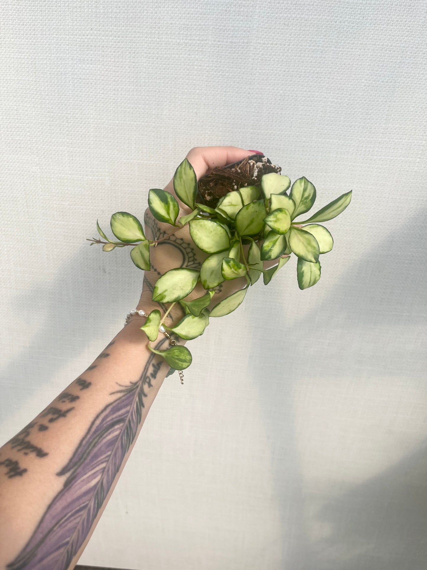 Hoya Heuschkeliana Variegated