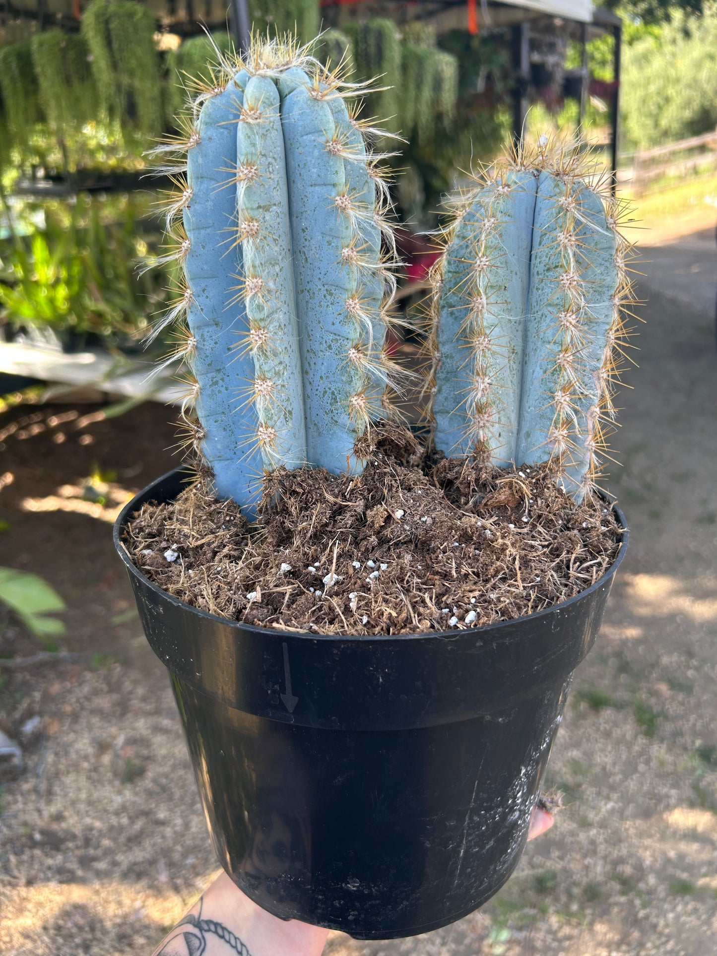 Pilosocereus Magnificus Cactus