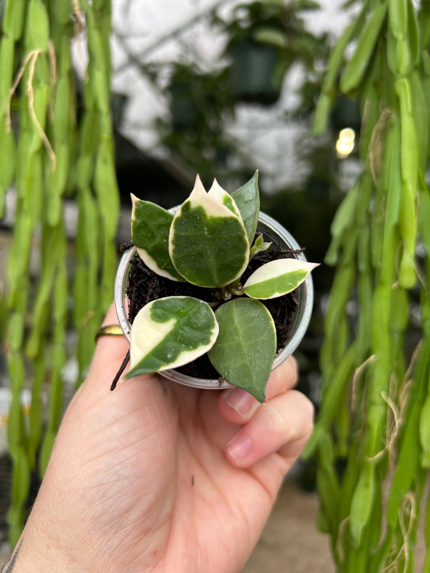 Lacunosa Asami