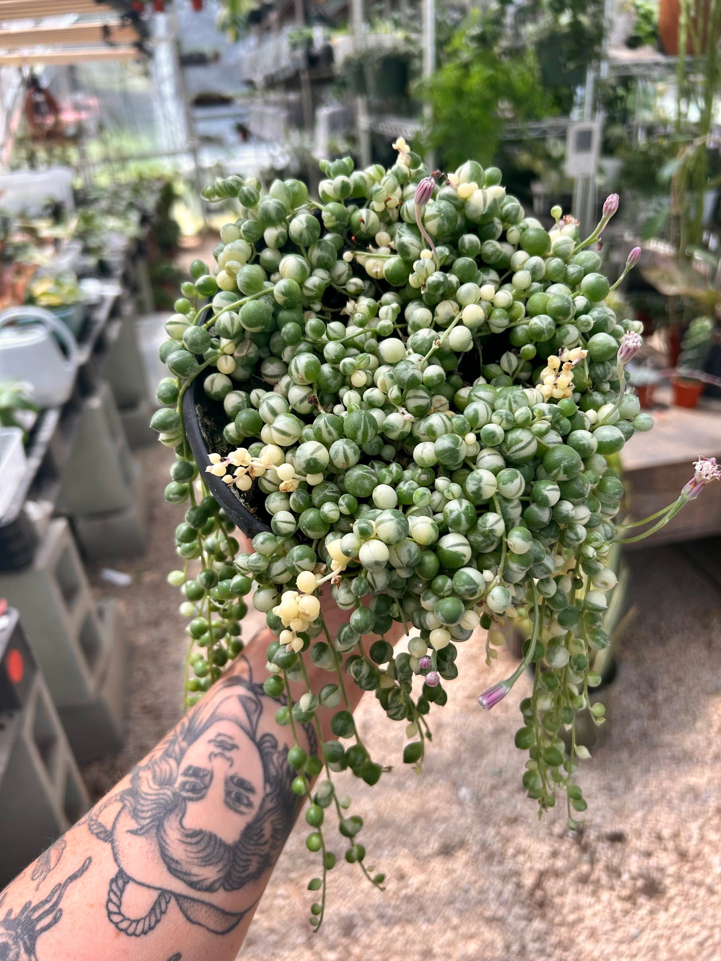 Variegated String of Pearls