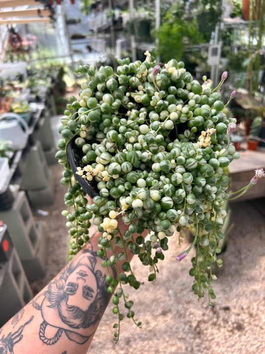 Variegated String of Pearls