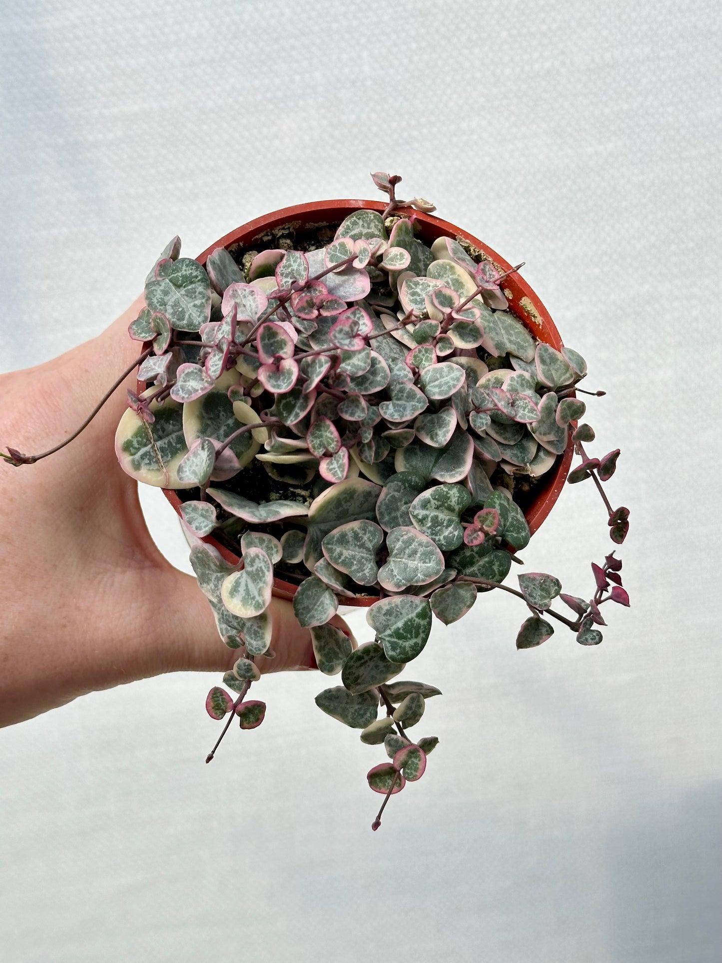 Variegated String of Hearts