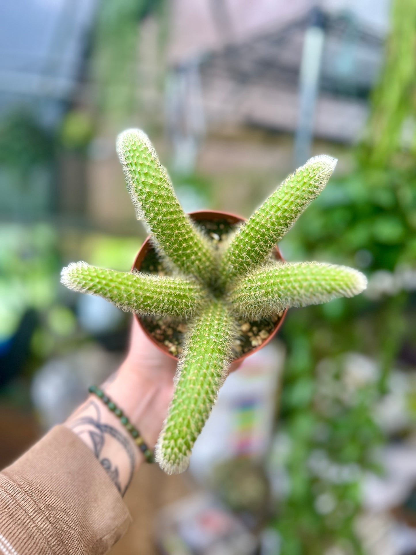 Monkey Tail Cactus