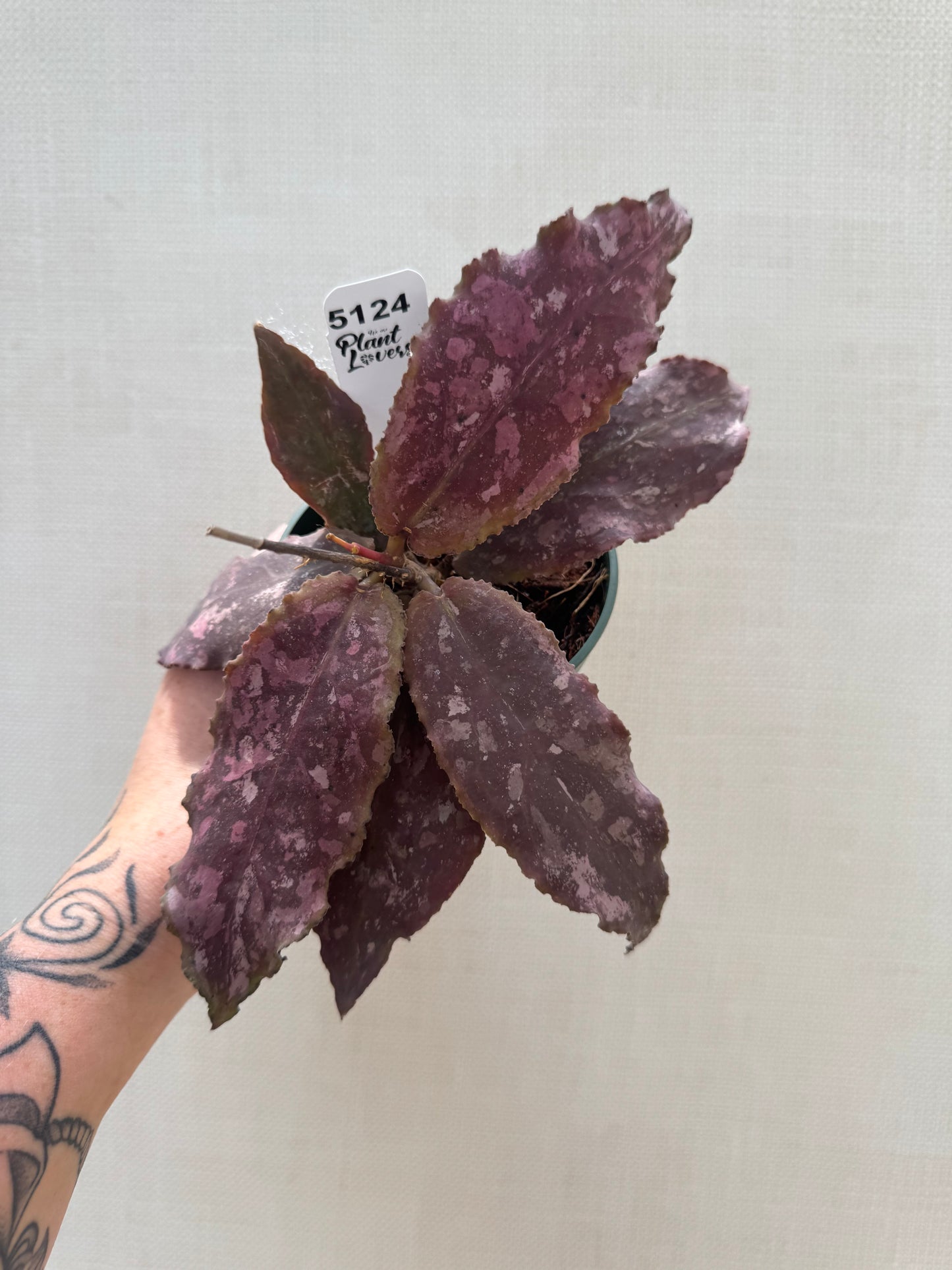 Hoya Undulata