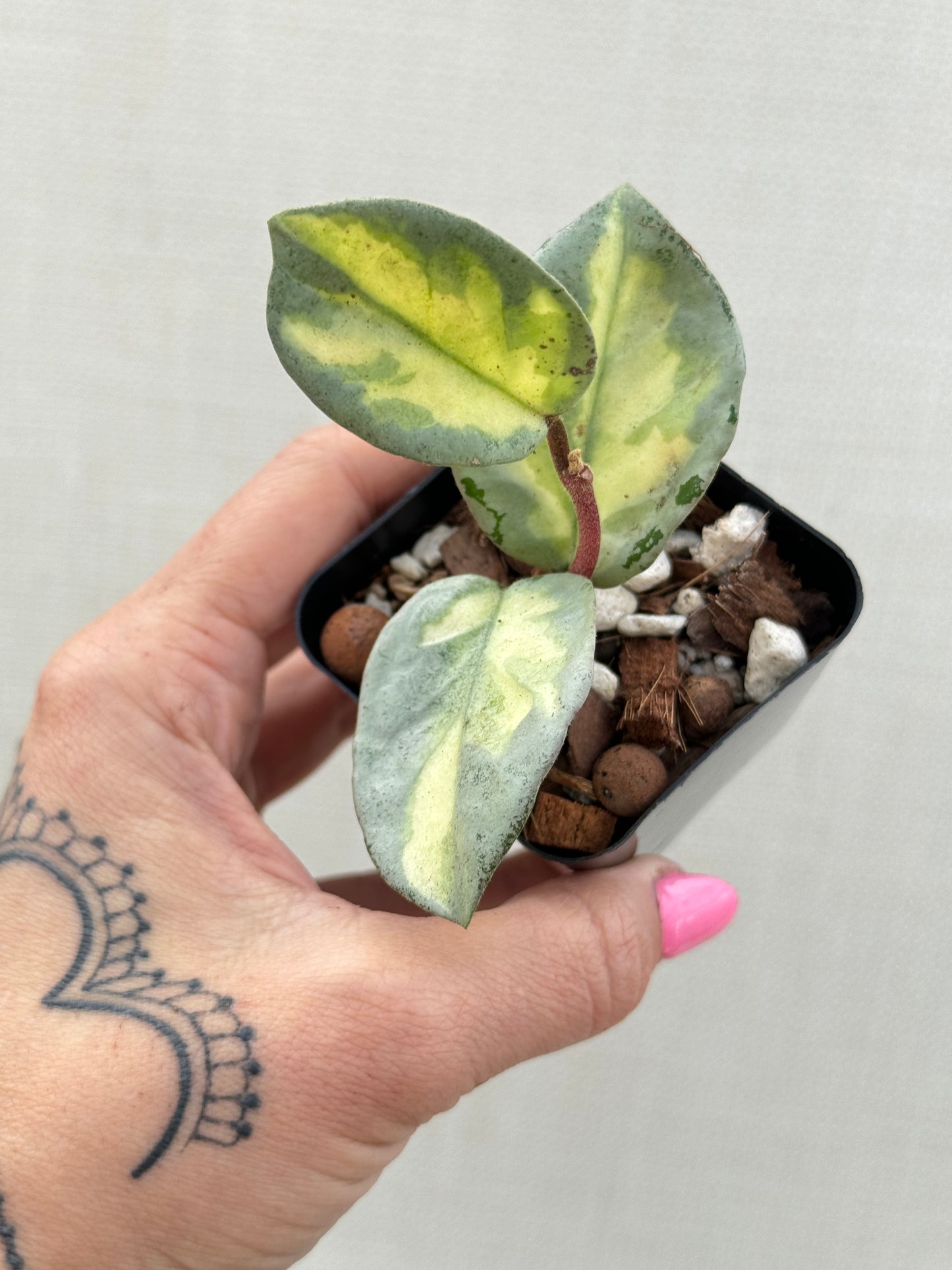 Hoya Argentea Princess