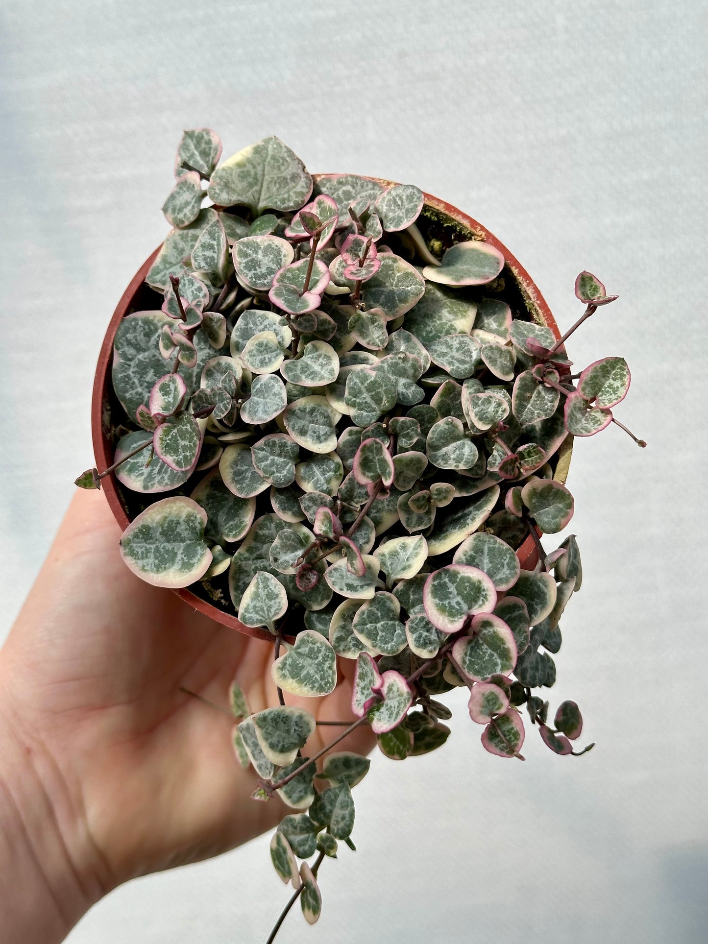 Variegated String of Hearts
