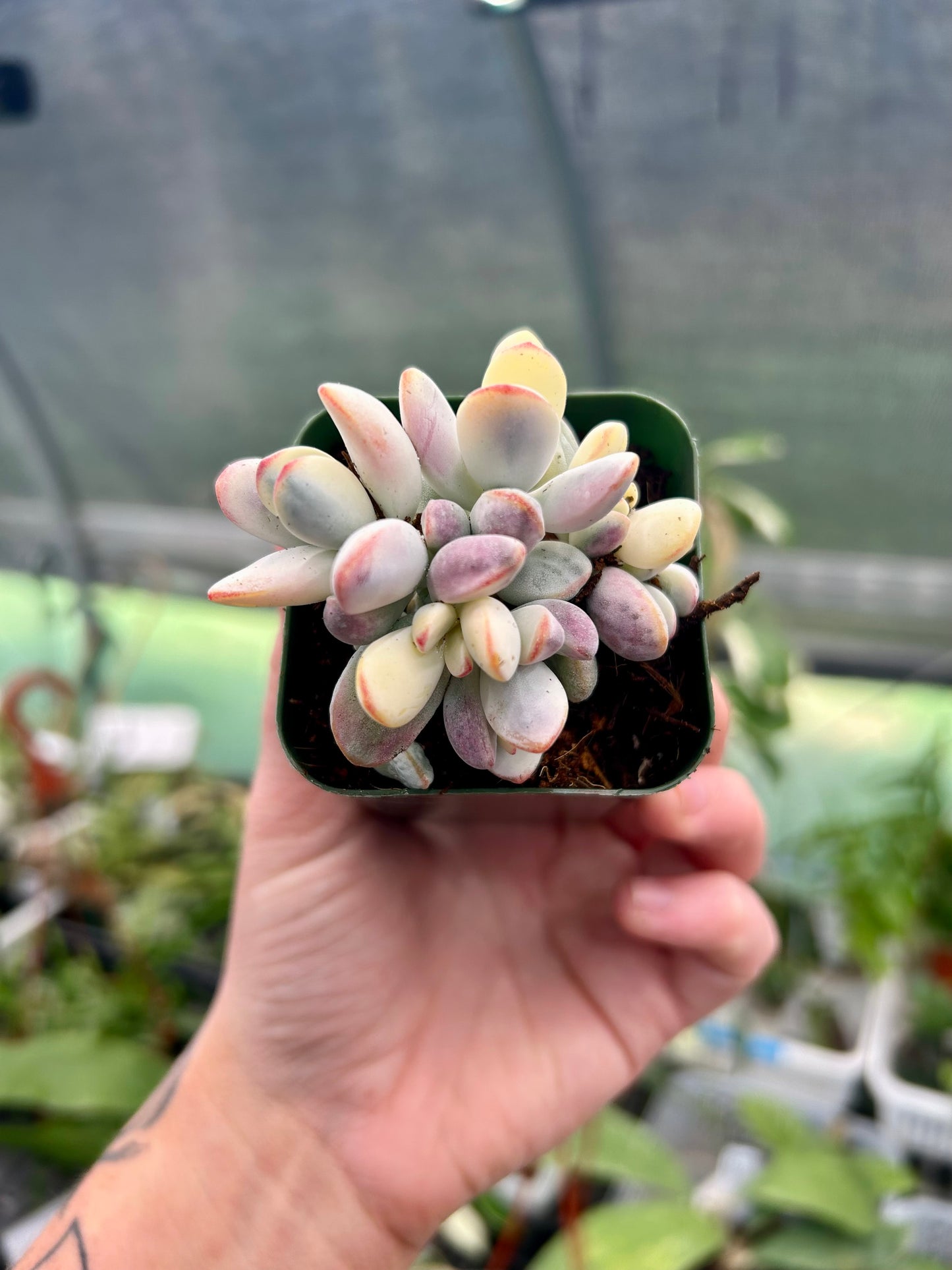 Cluster Cotyledon Orbiculta