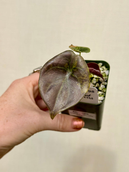 Alocasia Cuprea Latte