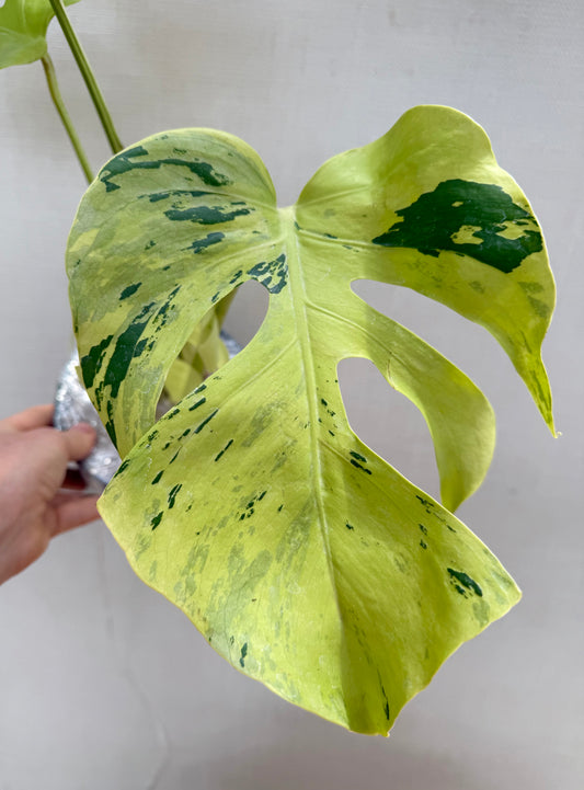Monstera Light Lime