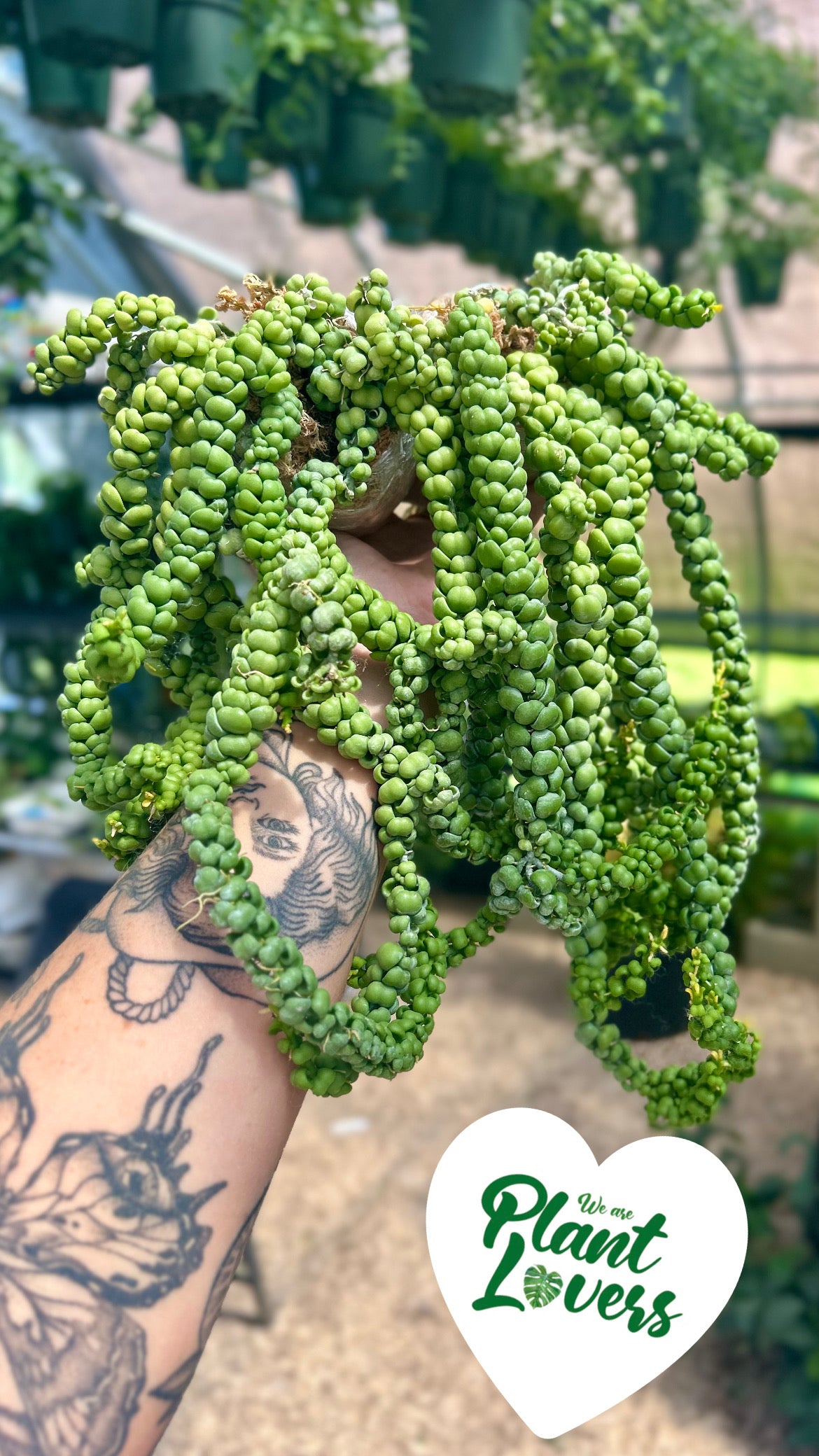 dragon jade plant Dischidia Nummularia Jade Dragon
