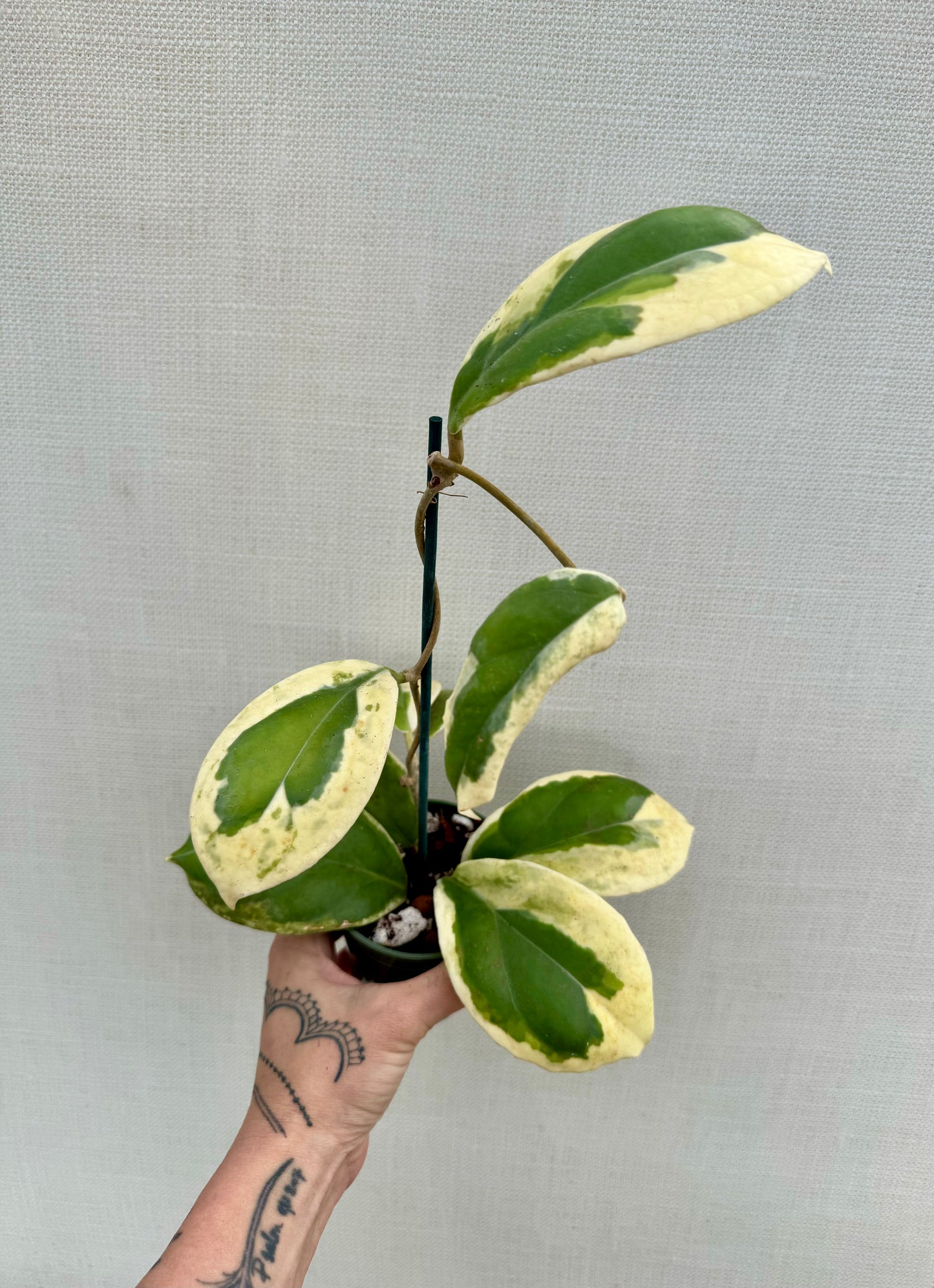 Hoya Incrassata Eclipse