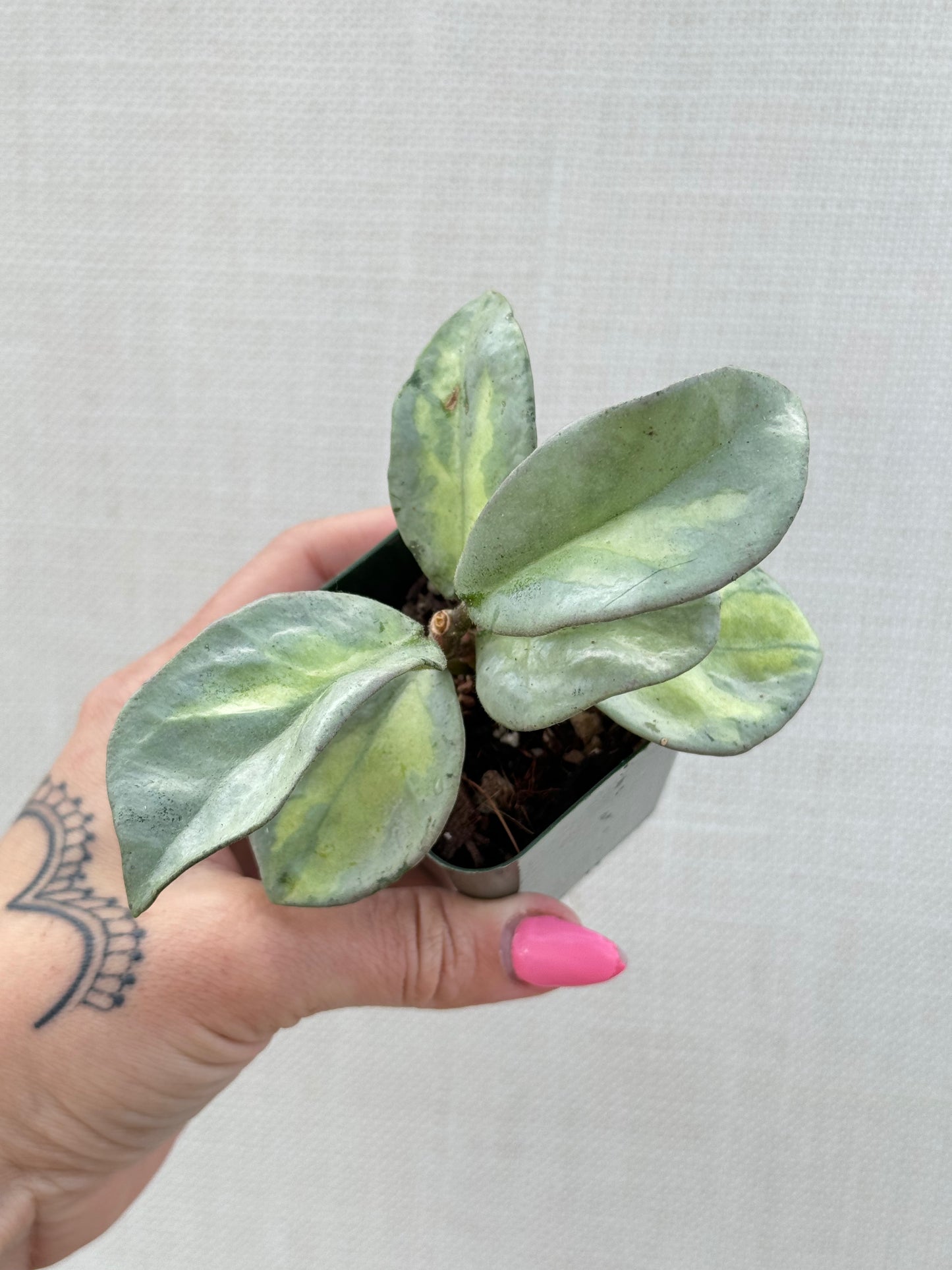 Hoya Argentea Princess
