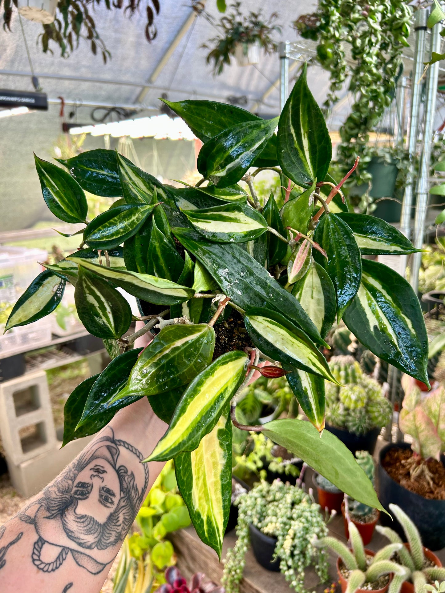 Hoya Macrophylla Inner Variegated ‘Pot of Gold’