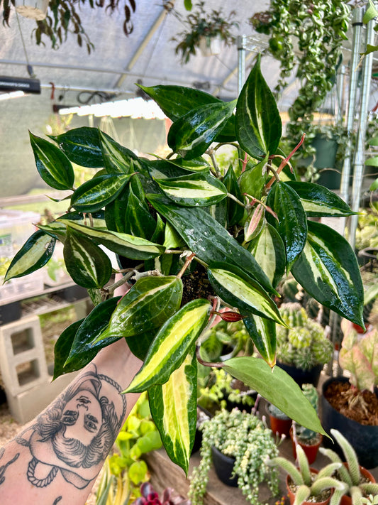 Hoya Macrophylla Inner Variegated ‘Pot of Gold’