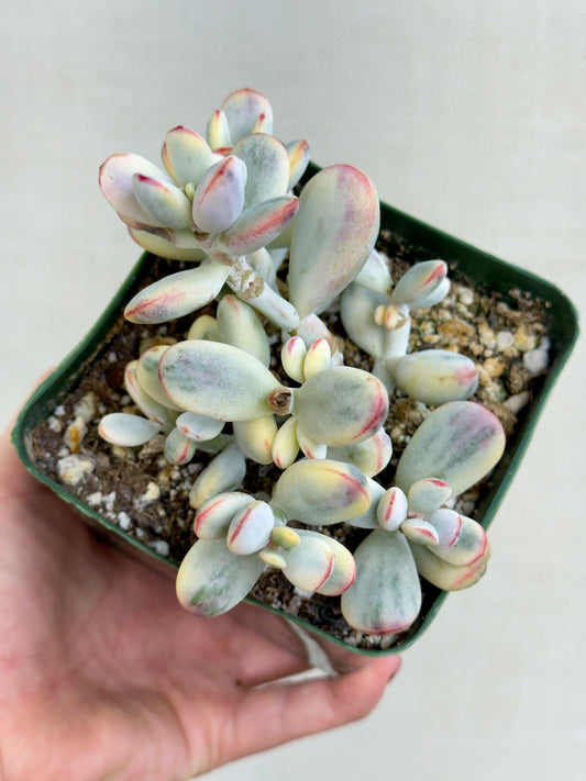 Variegated Cotelydon
