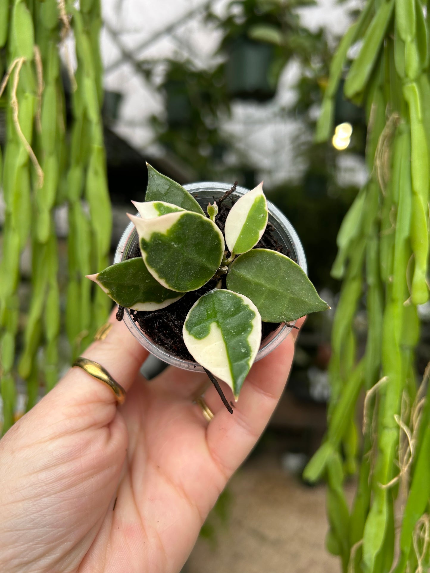 Lacunosa Asami
